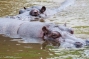 Hipopotamy Nilowe 1