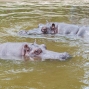 Hipopotamy Nilowe 2