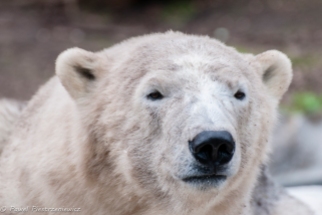 Niedźwiedź Polarny 4