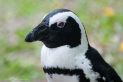 Pingwin Magellański 1