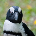 Pingwin Magellański 2