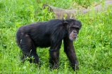 Szympans 1