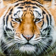 Tygrys Amurski 1