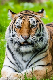 Tygrys Amurski 12