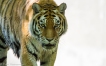 Tygrys Amurski - W Bieli