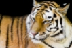 Tygrys Amurski - W Czerni 1