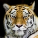 Tygrys Amurski - W Czerni 2
