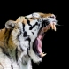 Tygrys Amurski - W Czerni 3